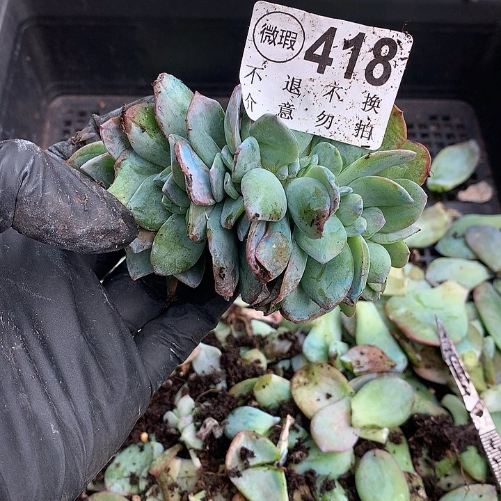 *****白凤缀化 有侧切的