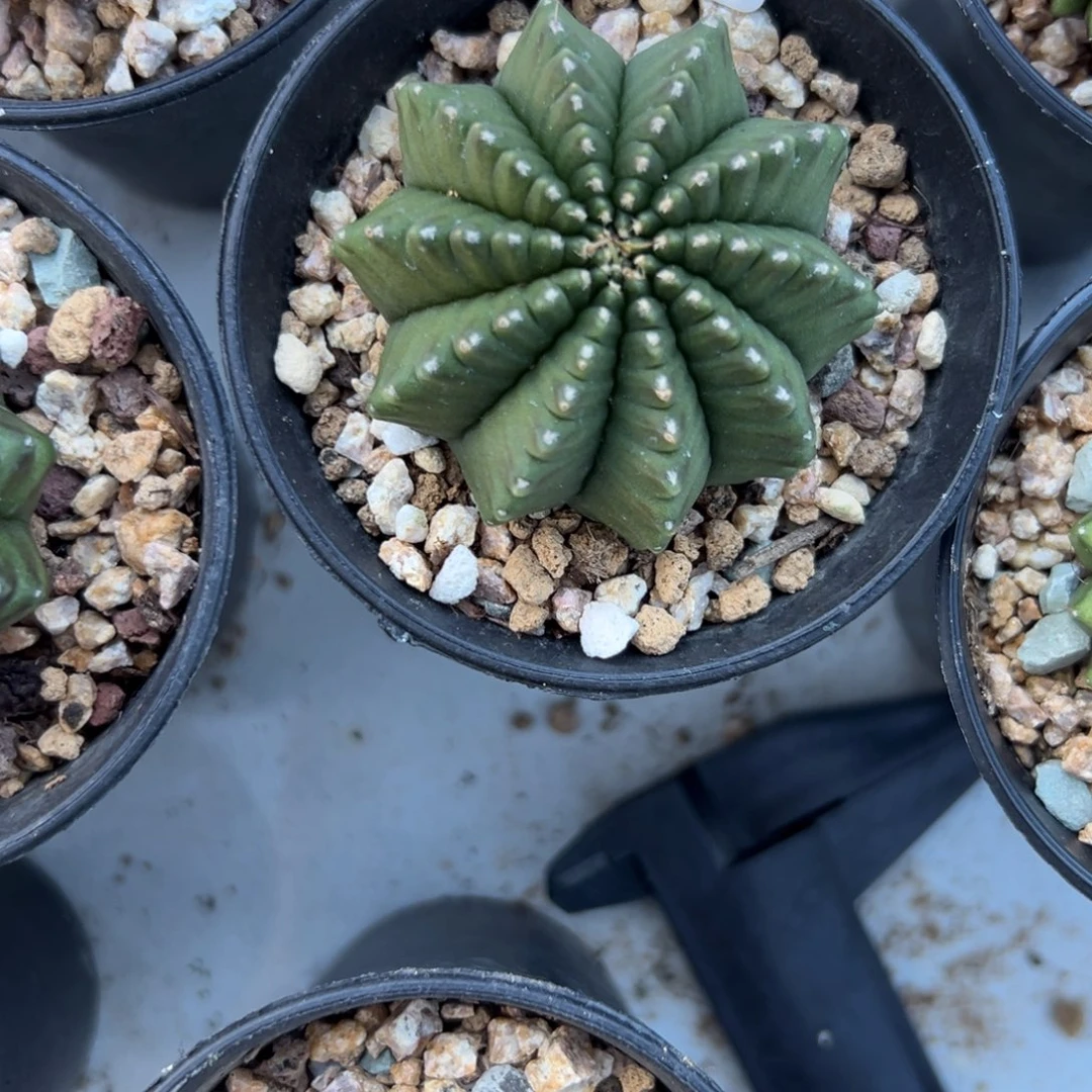 h***u白标，貘仙人球多肉植物