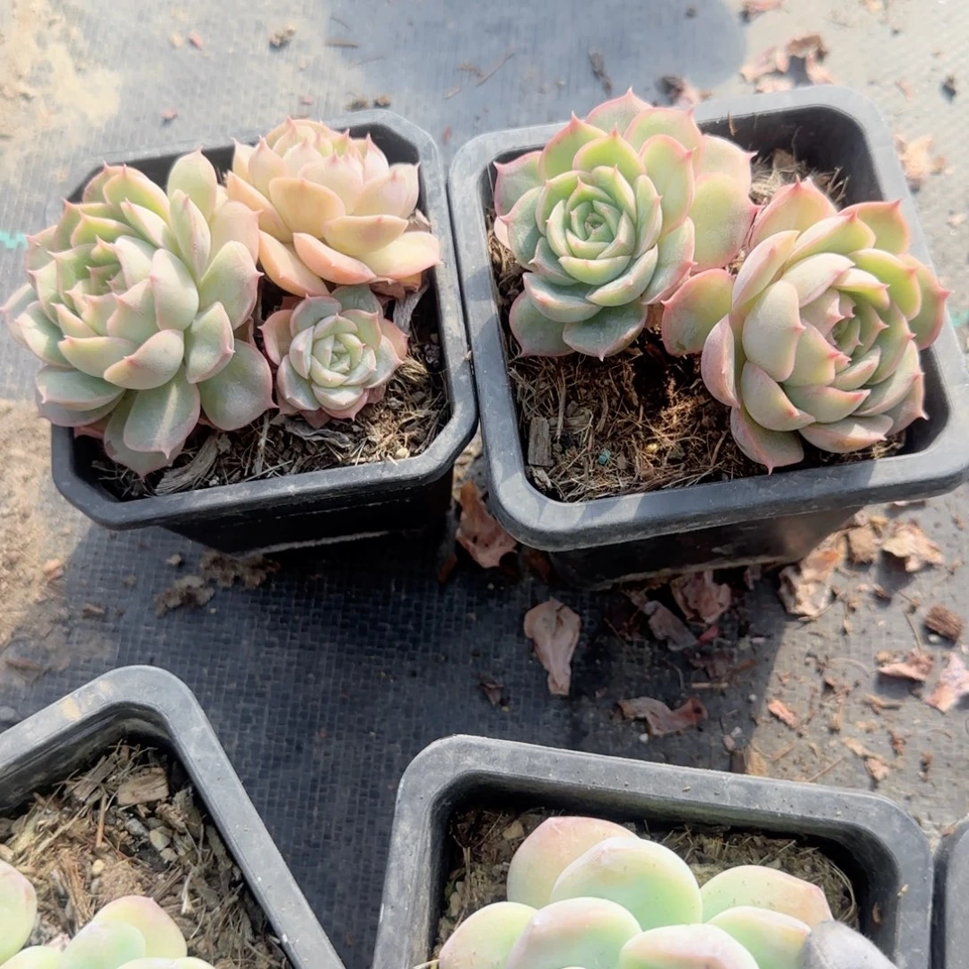 无花朵黑方昂斯诺