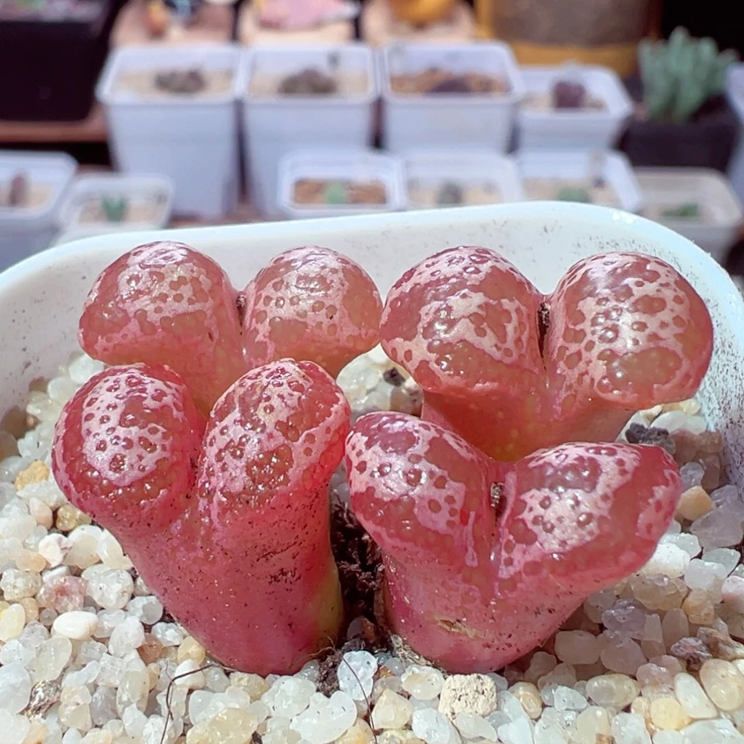 林***琦109-139多肉多肉蝴蝶