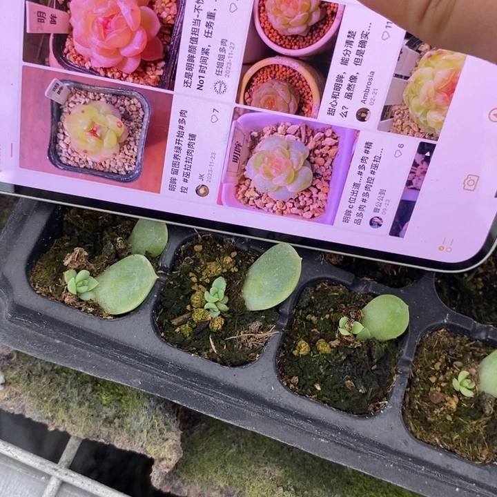 穴盘明眸芽苗一个多肉