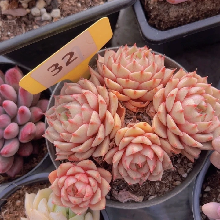 健健康康平平安安