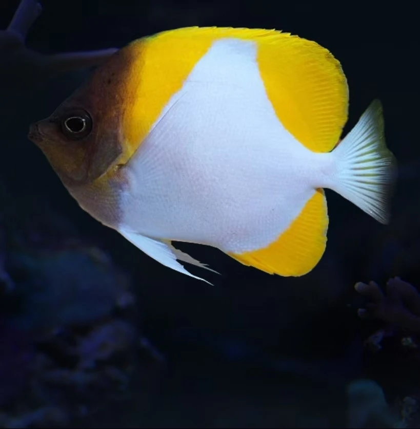 黄霞蝶海水观赏鱼售后需开箱视频免包装费