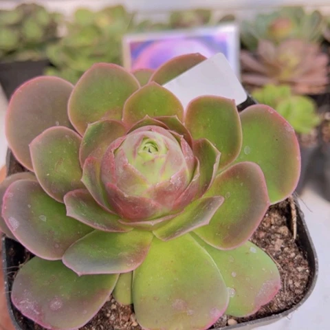 002 山地玫瑰基地