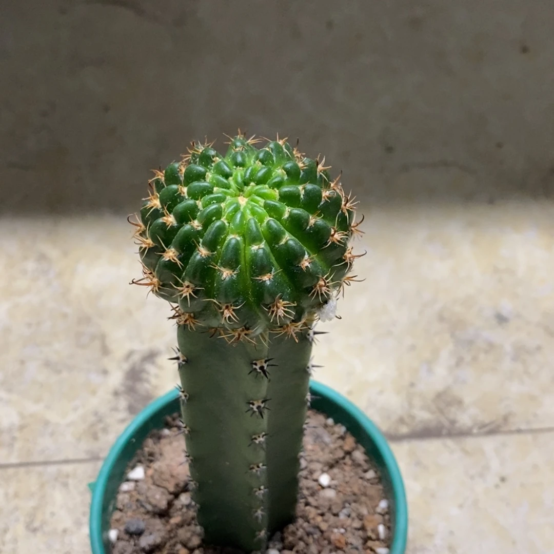 新品丽花L42绣谱母本