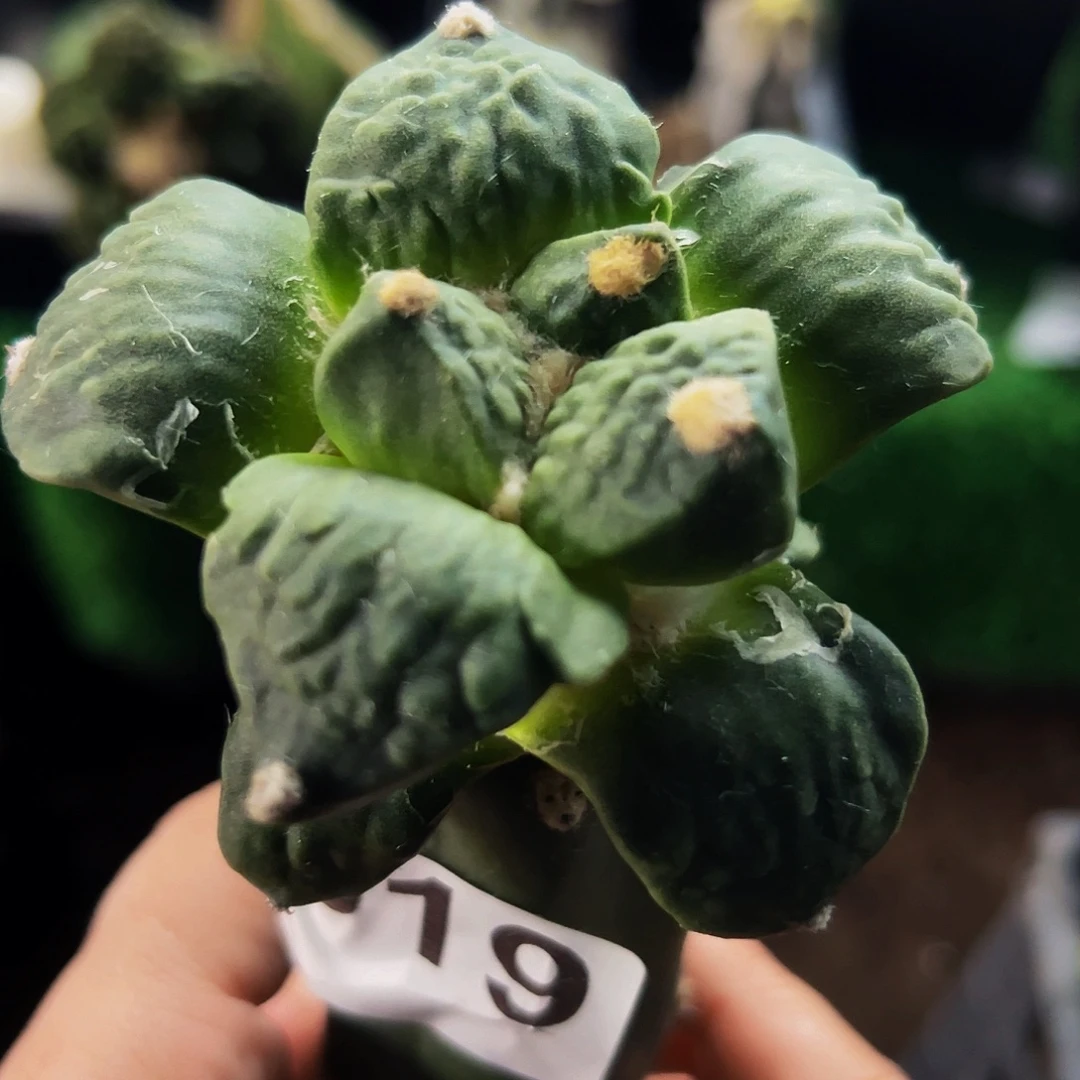 无花朵福利怒涛牡丹519