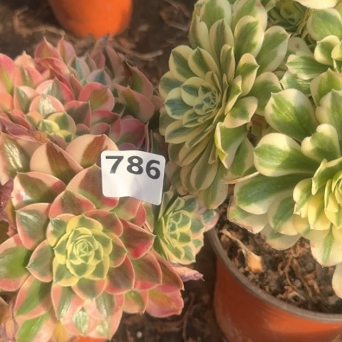 ༺****༻法师迈巴赫雨花石18-48