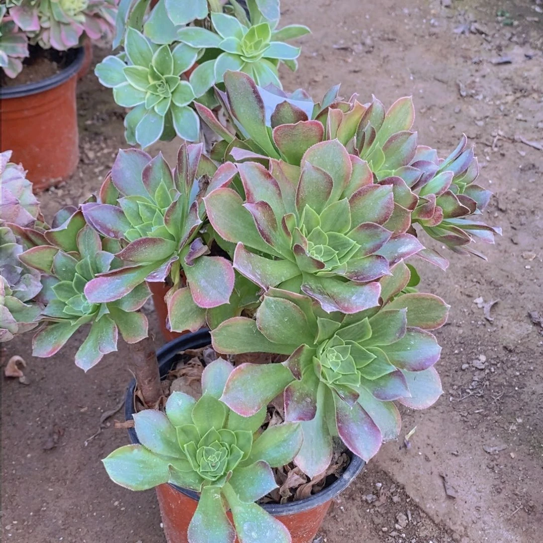 575 号一物一拍多肉植物