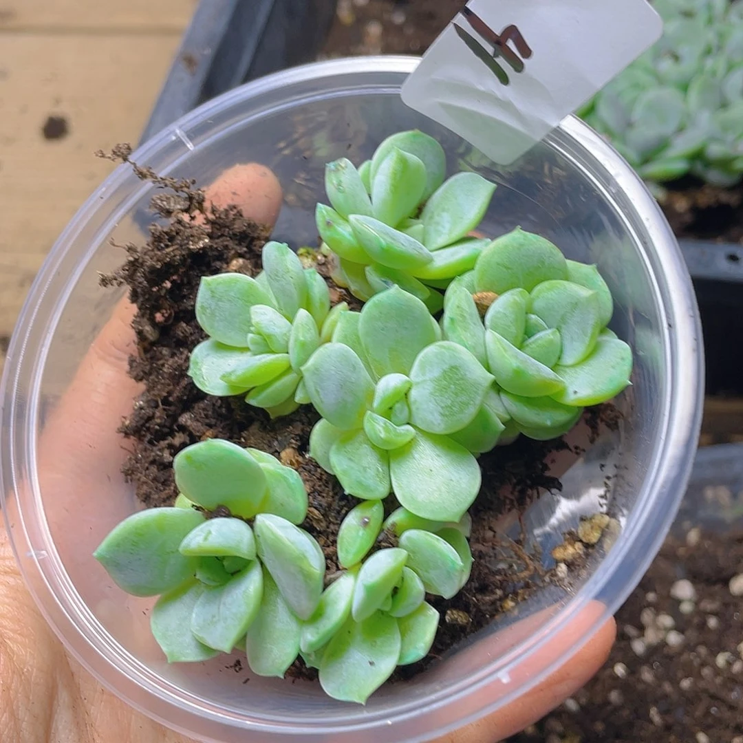 多肉植物多肉植物41