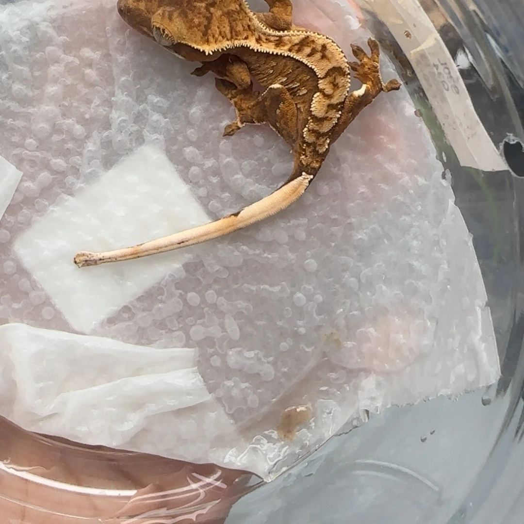 睫角守宫12宝宝宝宝宝宝宝宝宝