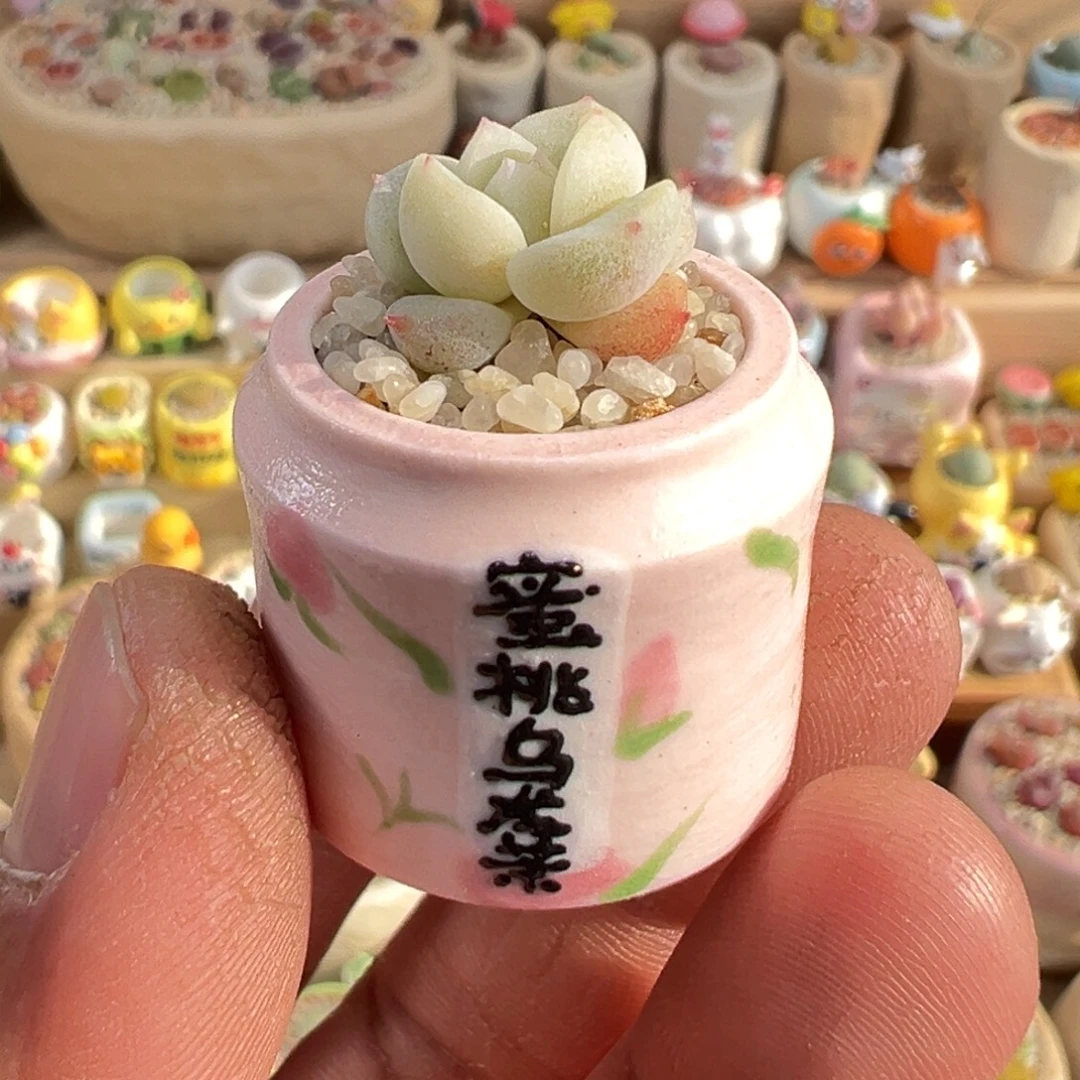 多肉植物9号景天带盆