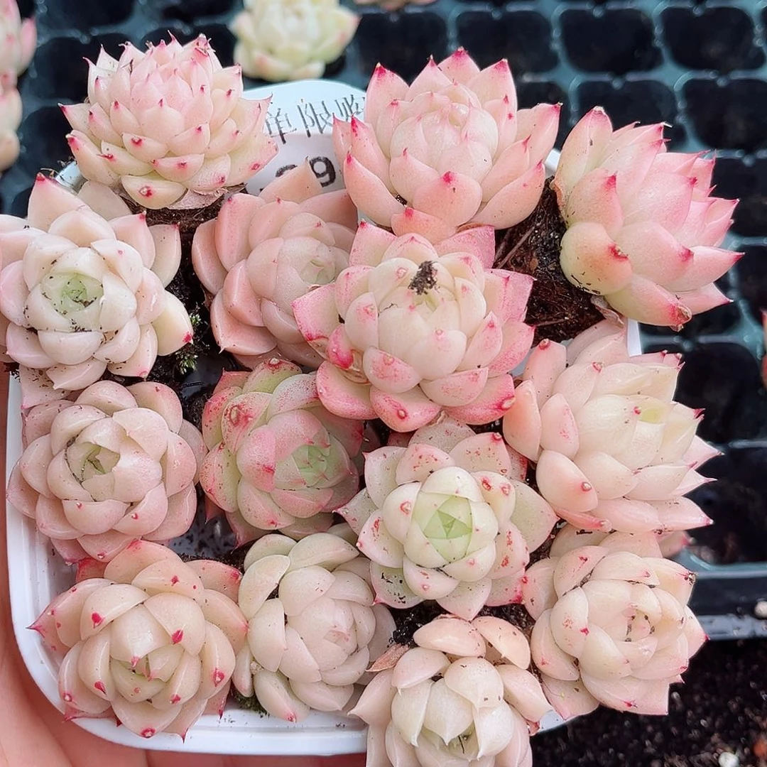 1-297 新疆西藏内蒙不发12.8包邮2-3公分多肉