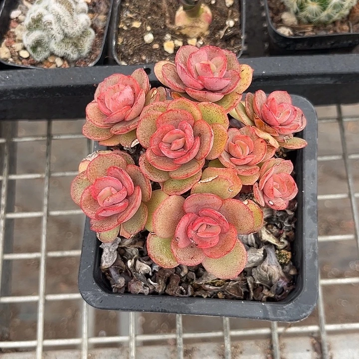 我也不知道我为什么要