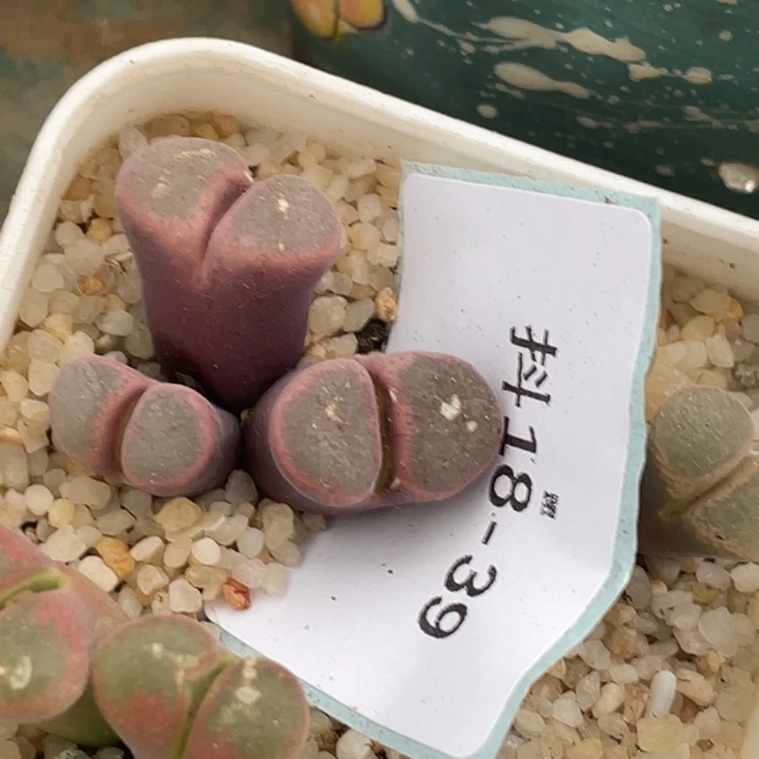 是***～18-39肉锥多肉植物