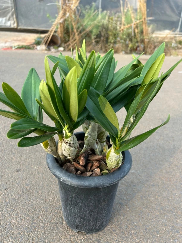 鼓槌石斛兰盆栽花期长（苗）室内外庭院阳台多年生石斛带香味花卉