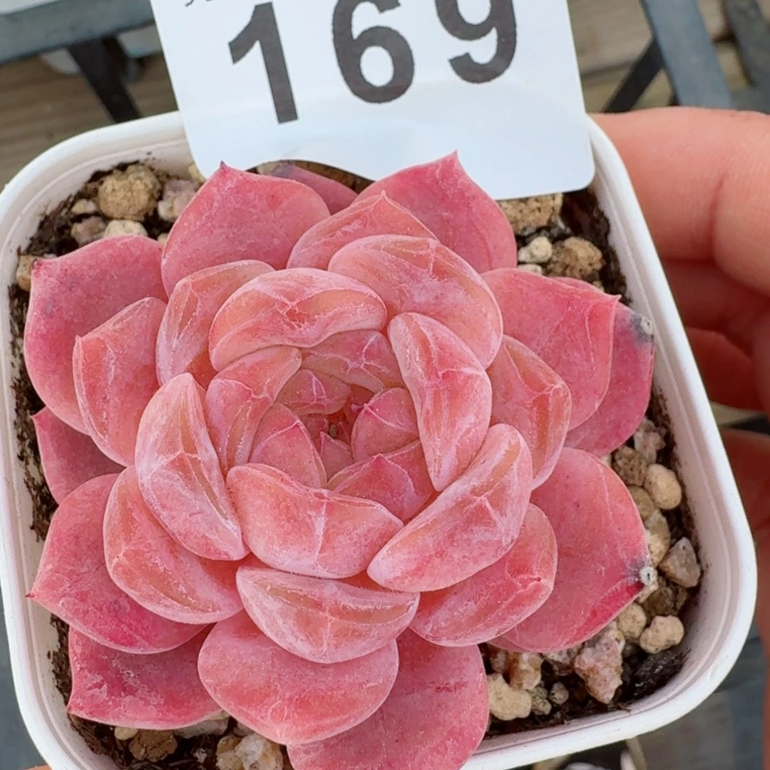 粉魄         精品多肉