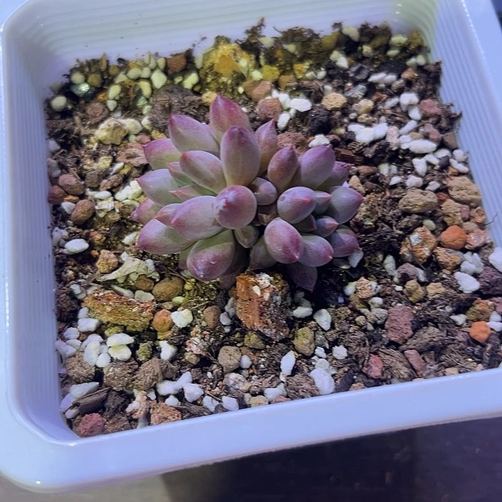 青**草美人多肉一颗，一物一拍