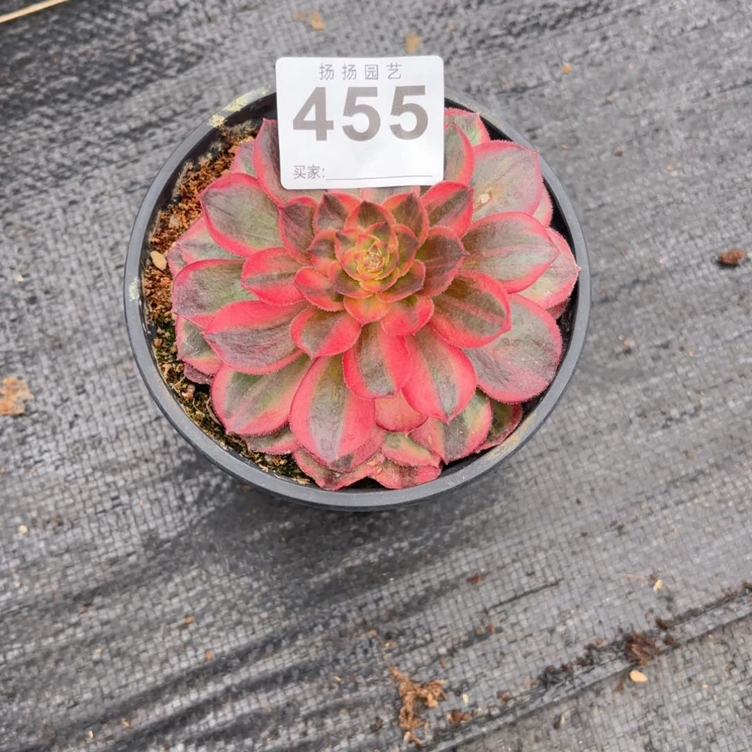 珍**光123  455多肉法师