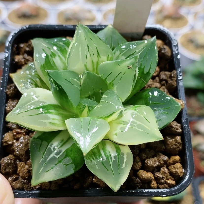 【闪购商品】65莫迪卡锦