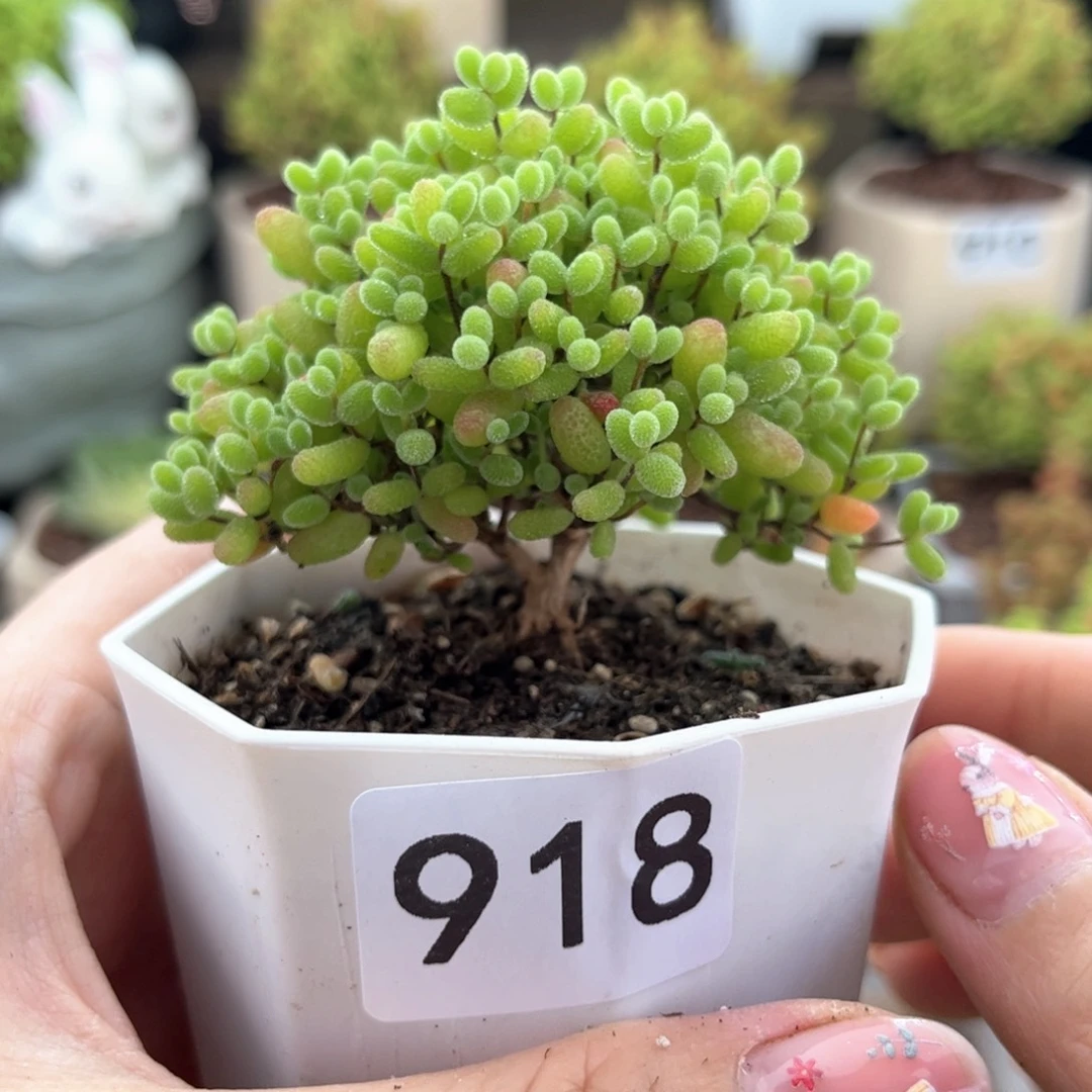 无花朵918蜜桔可爱多肉