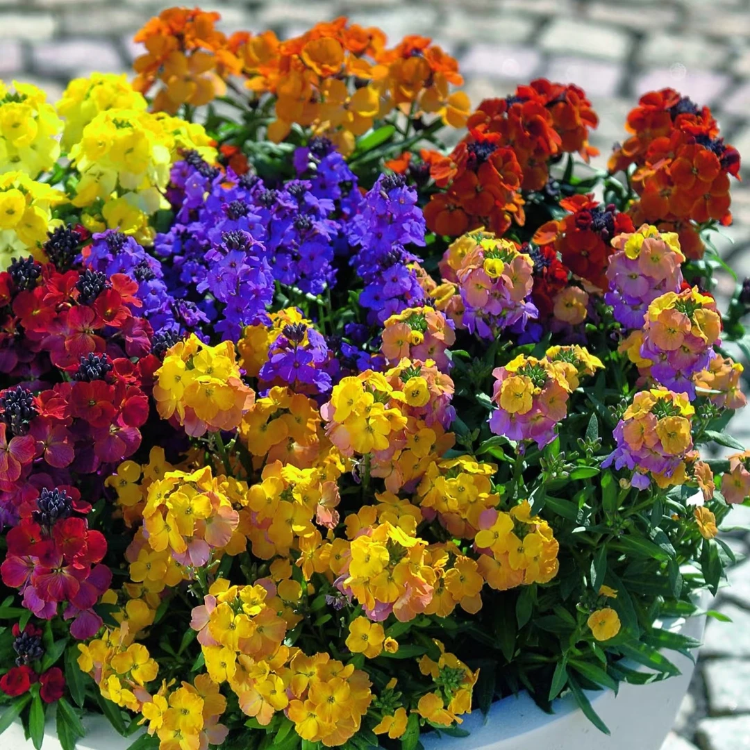 糖芥成品带花盆栽 庭院阳台冬春耐寒花卉 耐寒小花糖芥 花期较长