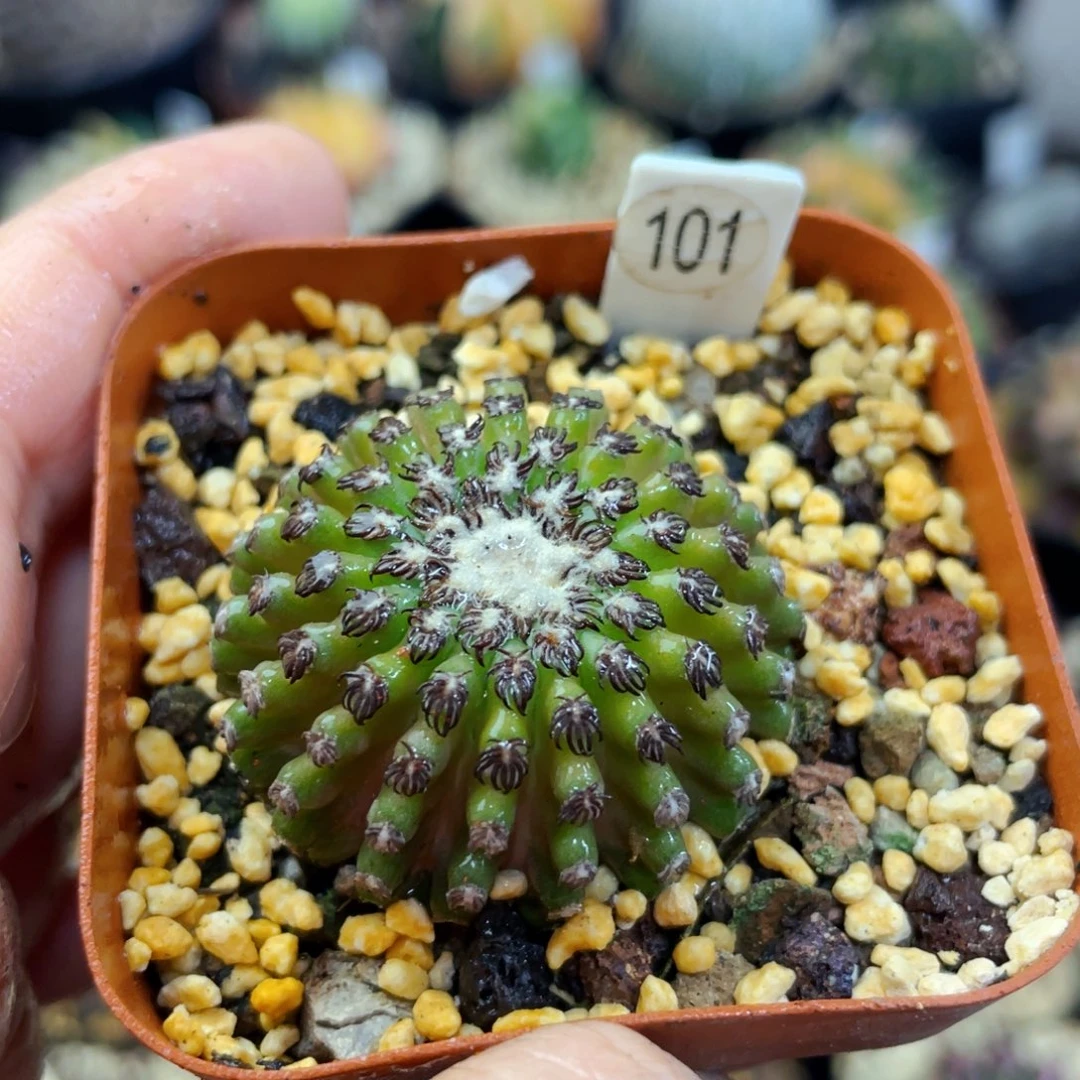 盆5公分满25包邮裸根发货