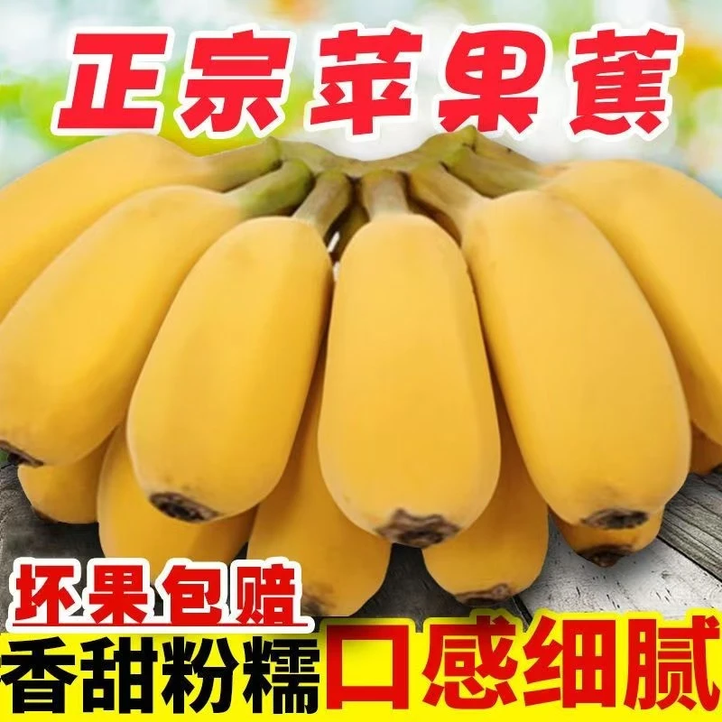 正宗广西苹果蕉当季新鲜水果皮薄肉厚自然熟不打催熟孕妇婴幼食谱