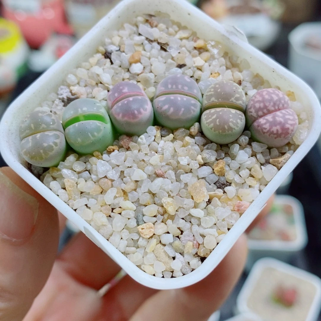 生石花花花花花花花很好很好489