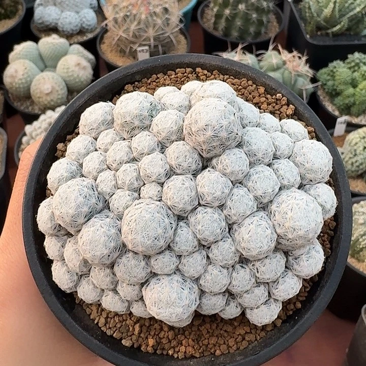 小粒姬春星仙人球12
