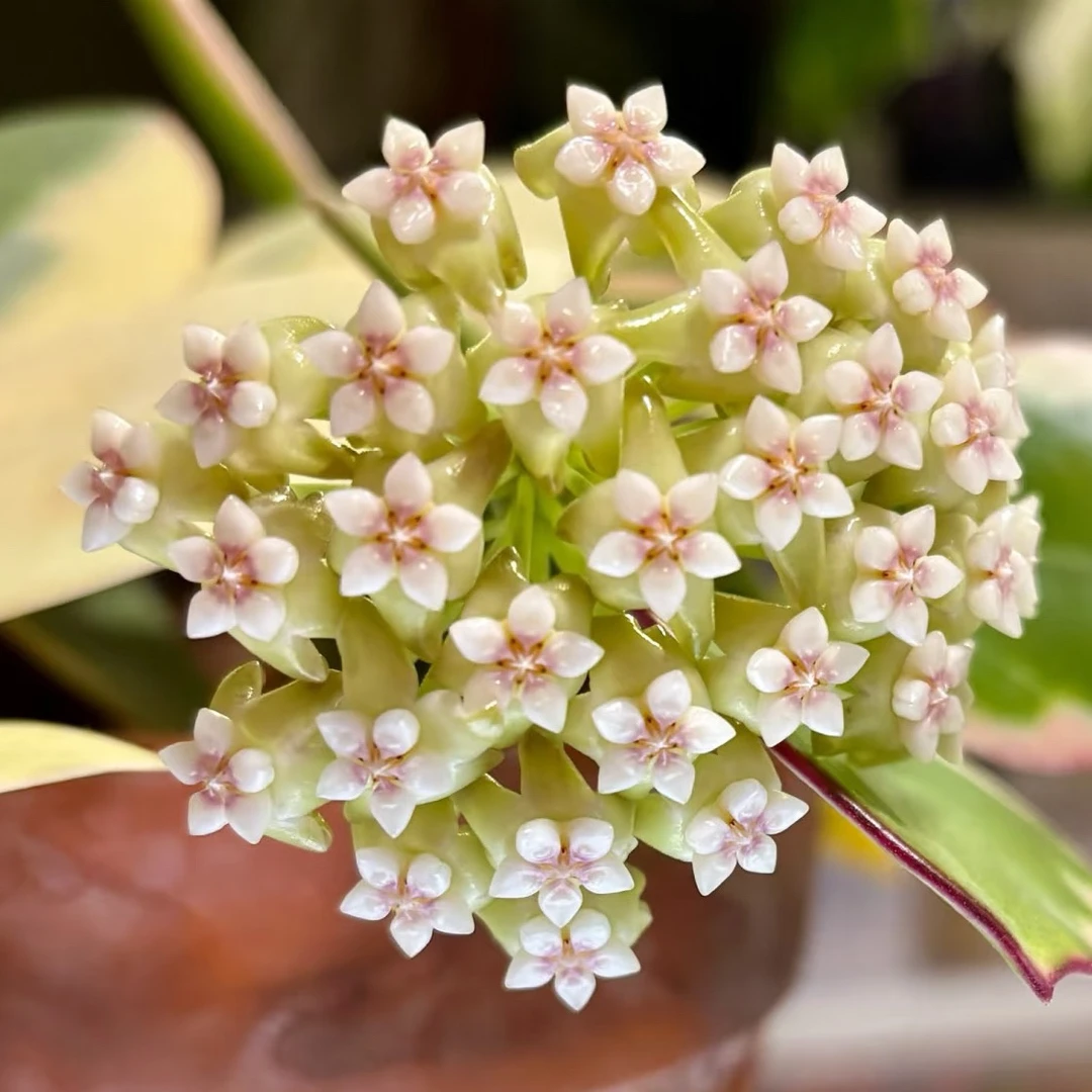 太行家【帕拉外锦球兰】养护简单高颜值品种球兰