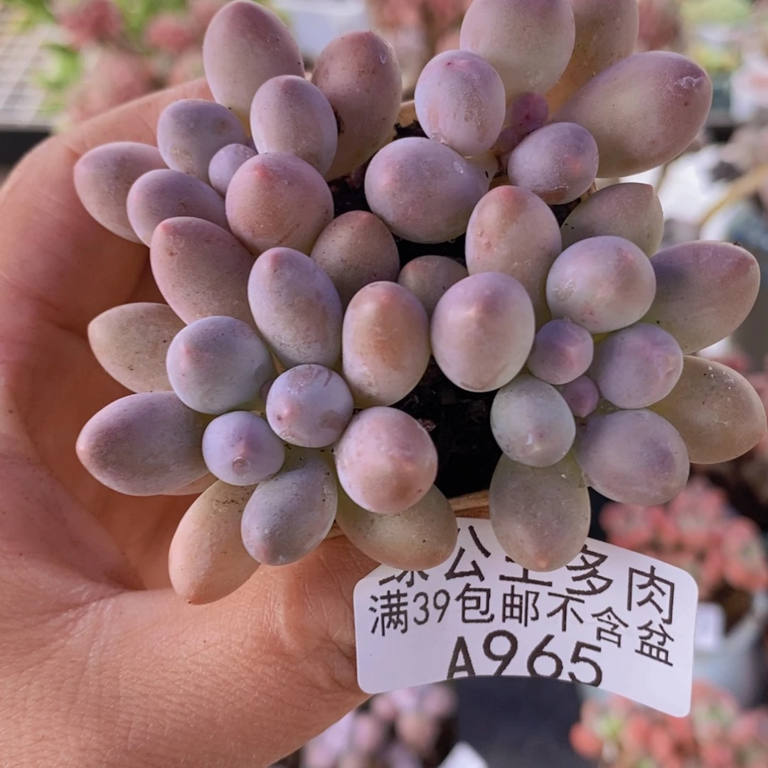 粉红泡泡4棵965多肉植物