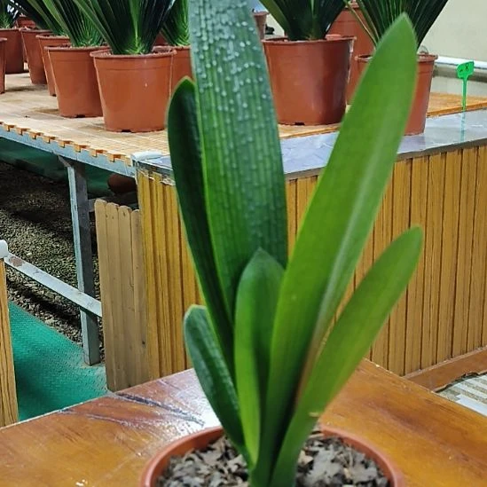 德***宏完全开放龙系200君子兰