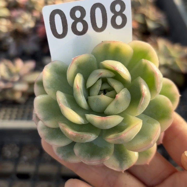 草莓蛋糕锦多肉植物