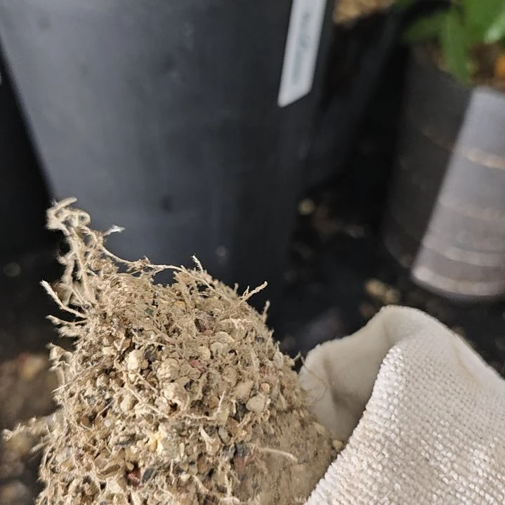 一物一拍，仙人球老家输入！