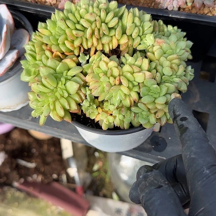 华***金青蛙王子儿童牙膏11