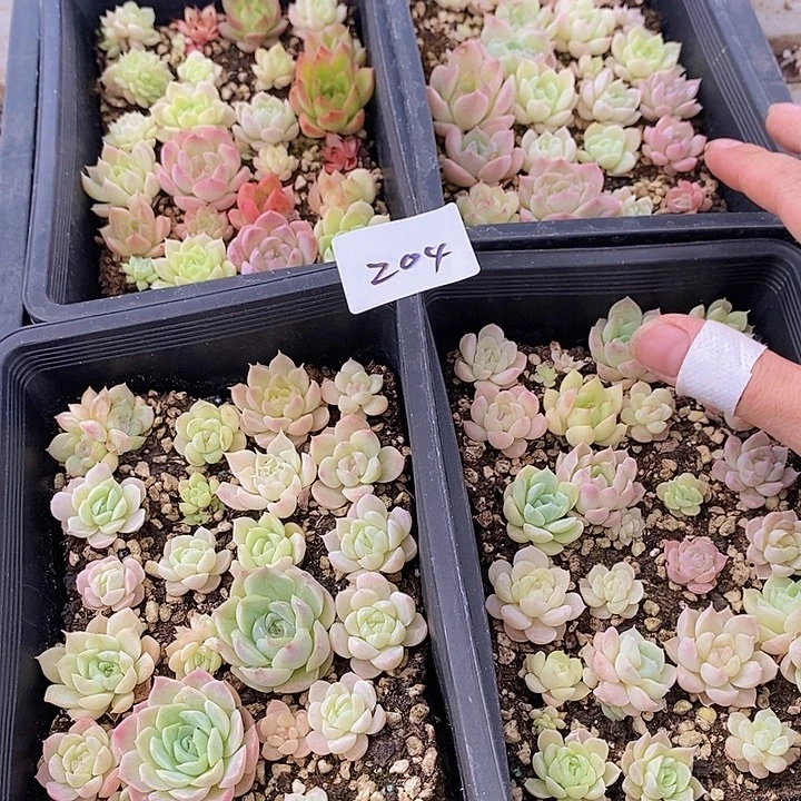 204 多肉植物盆栽花卉