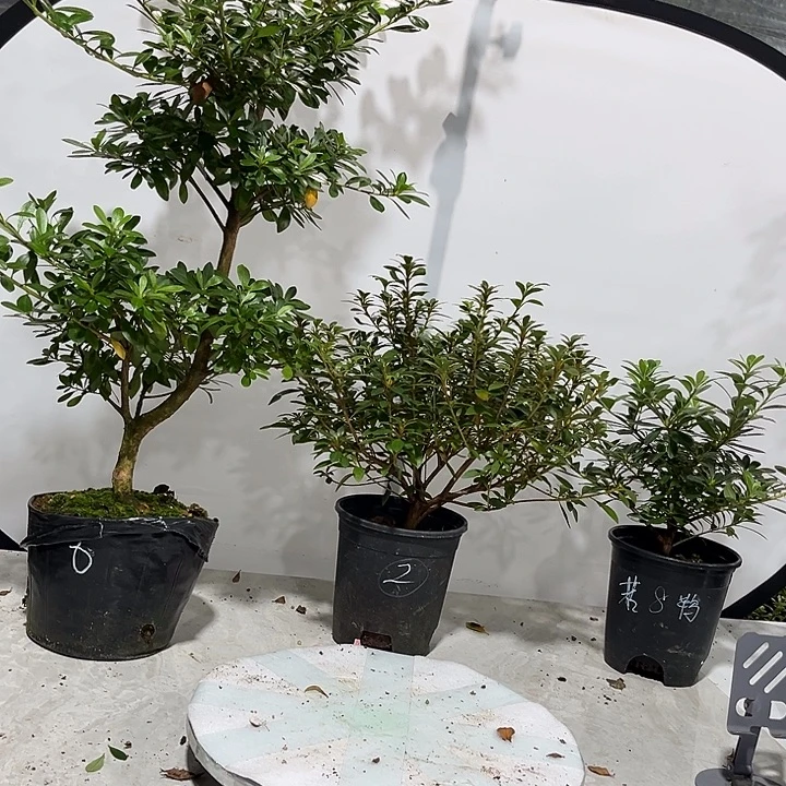 水***哥完全开放若惠比须黑红之月鸨羽惠