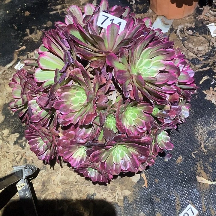 多肉植物法师711紫嫣