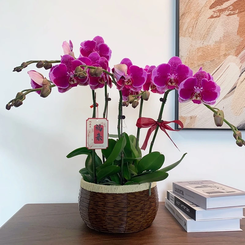 精品蝴蝶兰【晶彩】3.0寸杯 带花带花苞室内盆栽