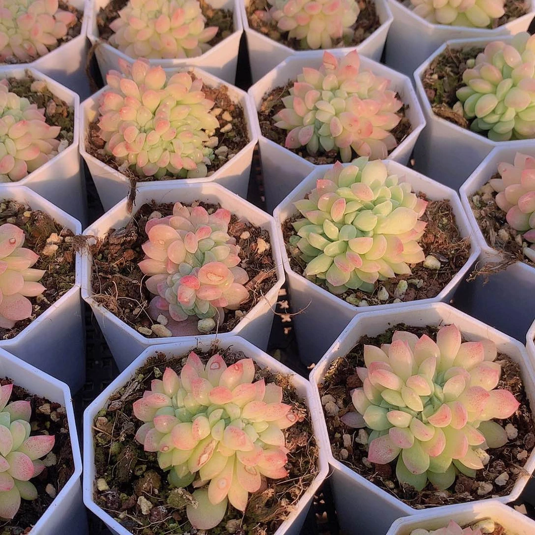 冰玉杂缀化356778899990