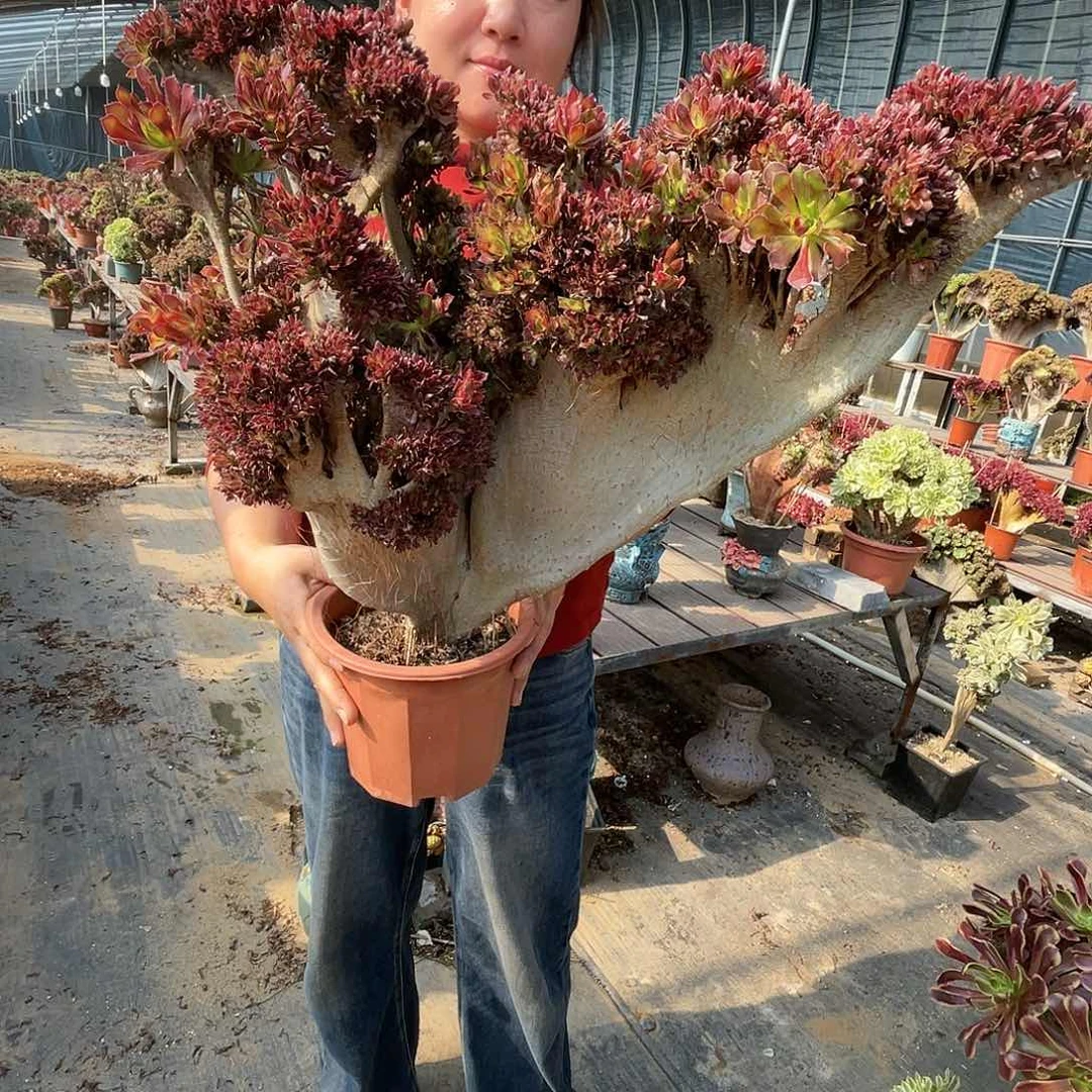 【闪购商品】全部花朵黑法