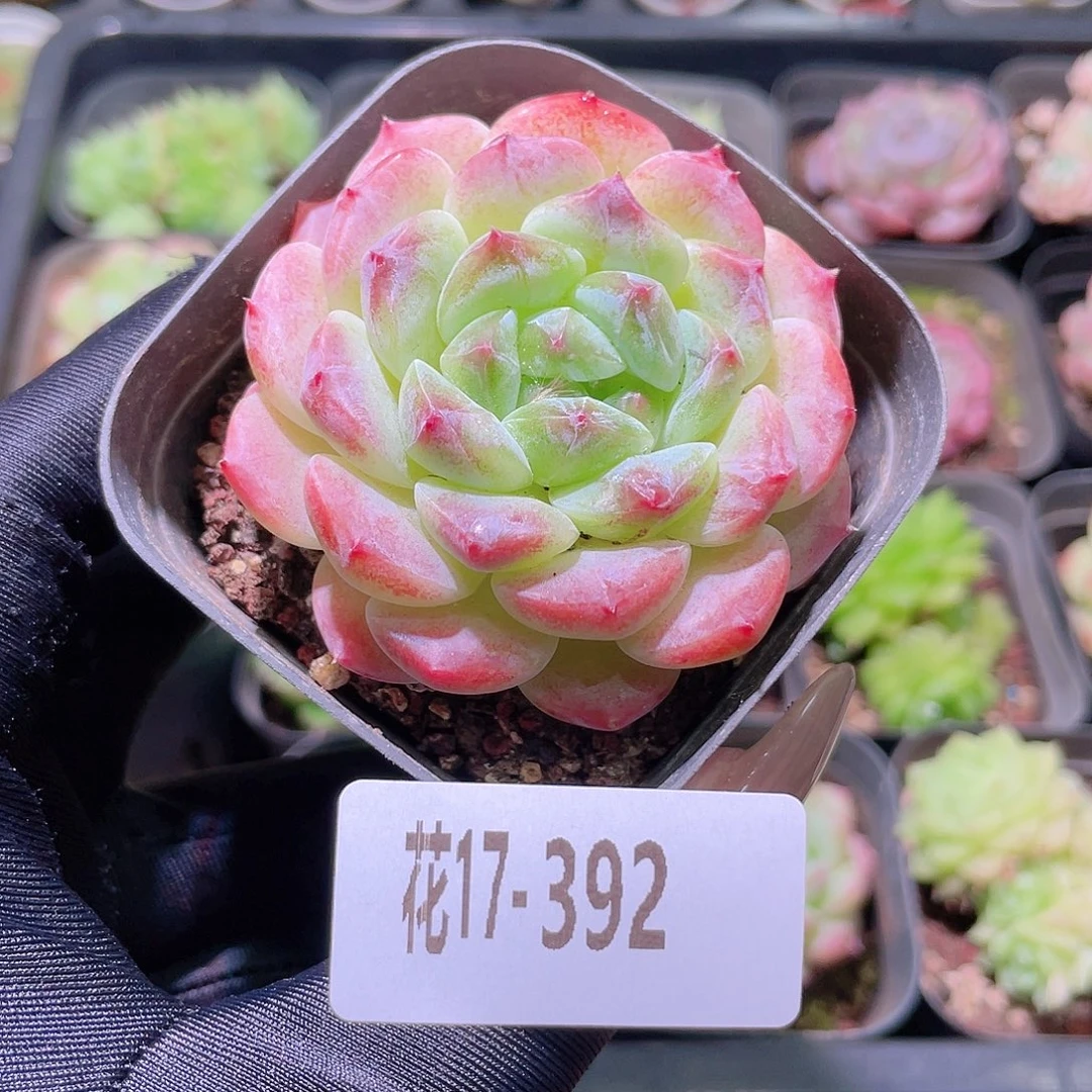 花利美17-392秘境冰魄