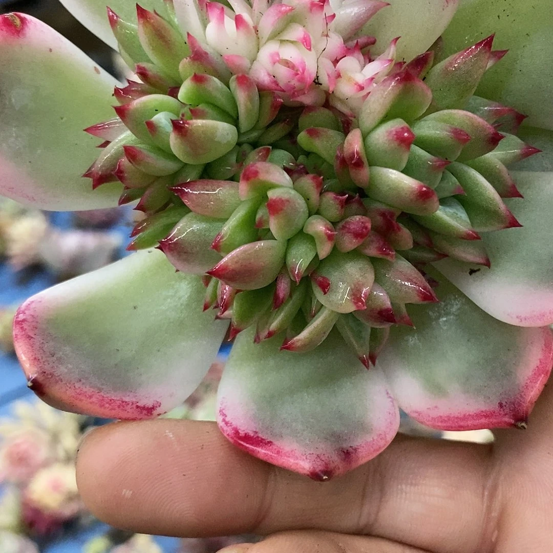 677娃娃锦多肉植物哇啦塞