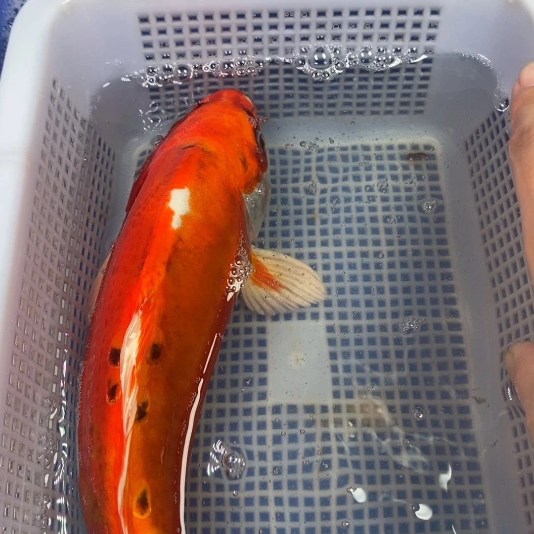 锦鲤冷水锦鲤包邮