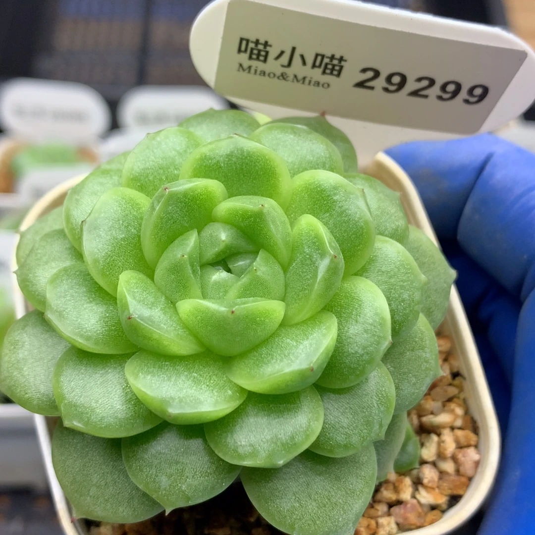 多肉植物杂交珍妮