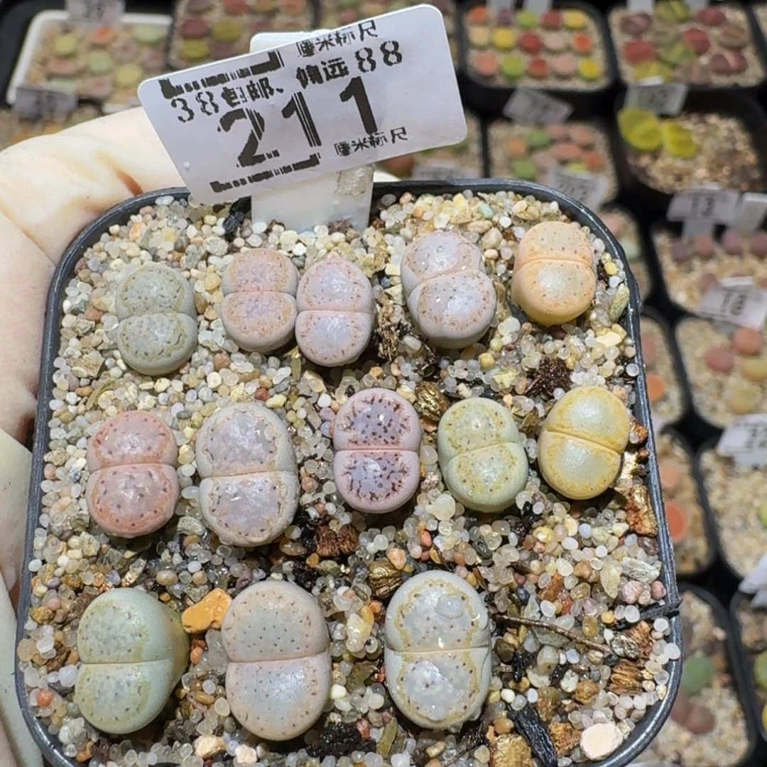小***乖Assss精品生石花211