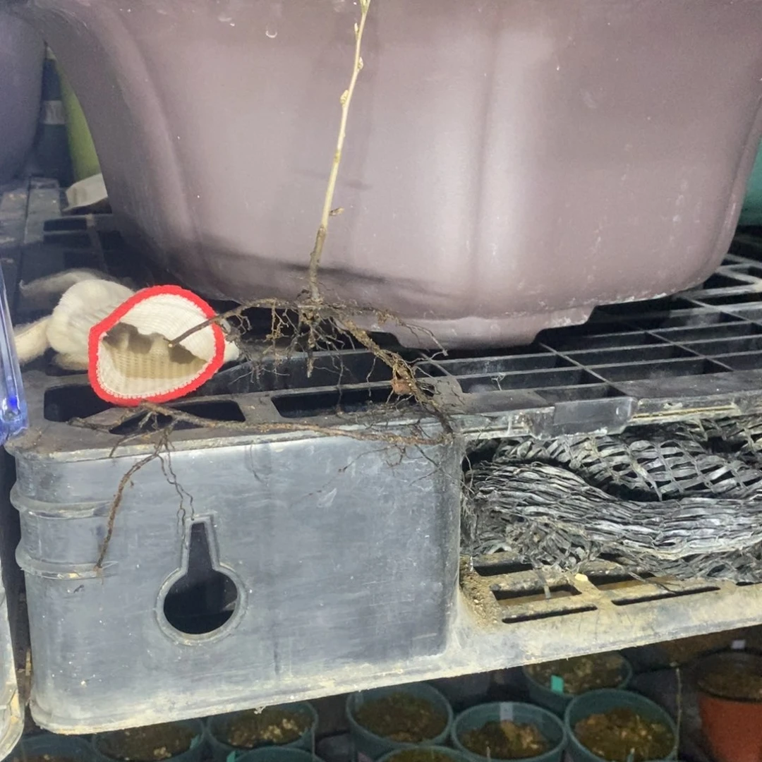 黄精灵原生根苗一棵