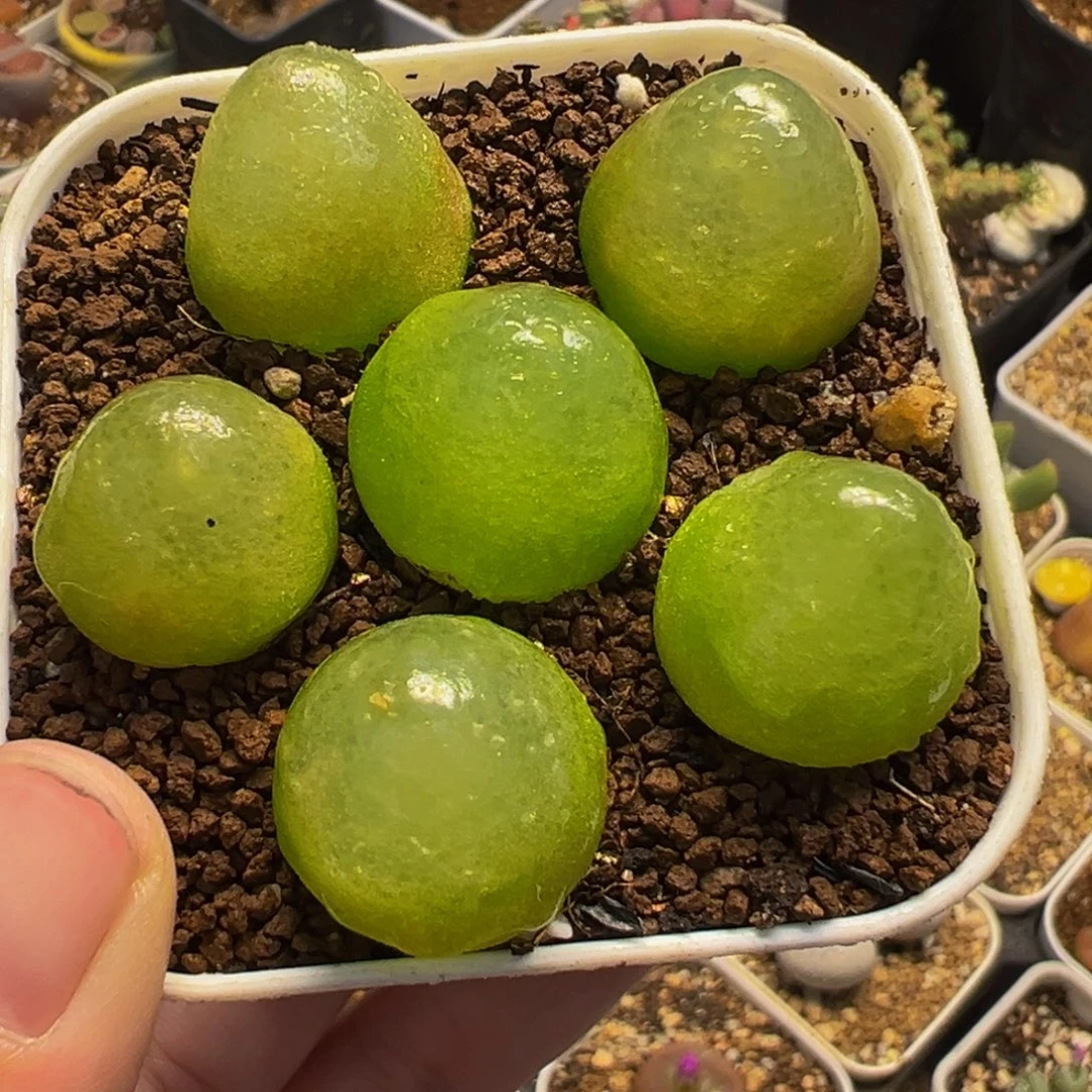 752多肉植物种类多样