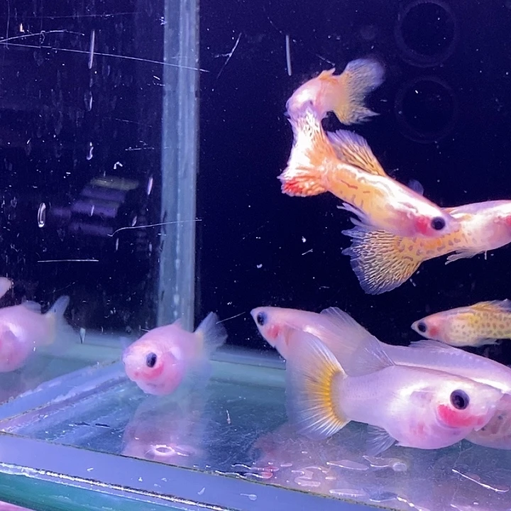 孔雀鱼玻璃猫5对孔雀