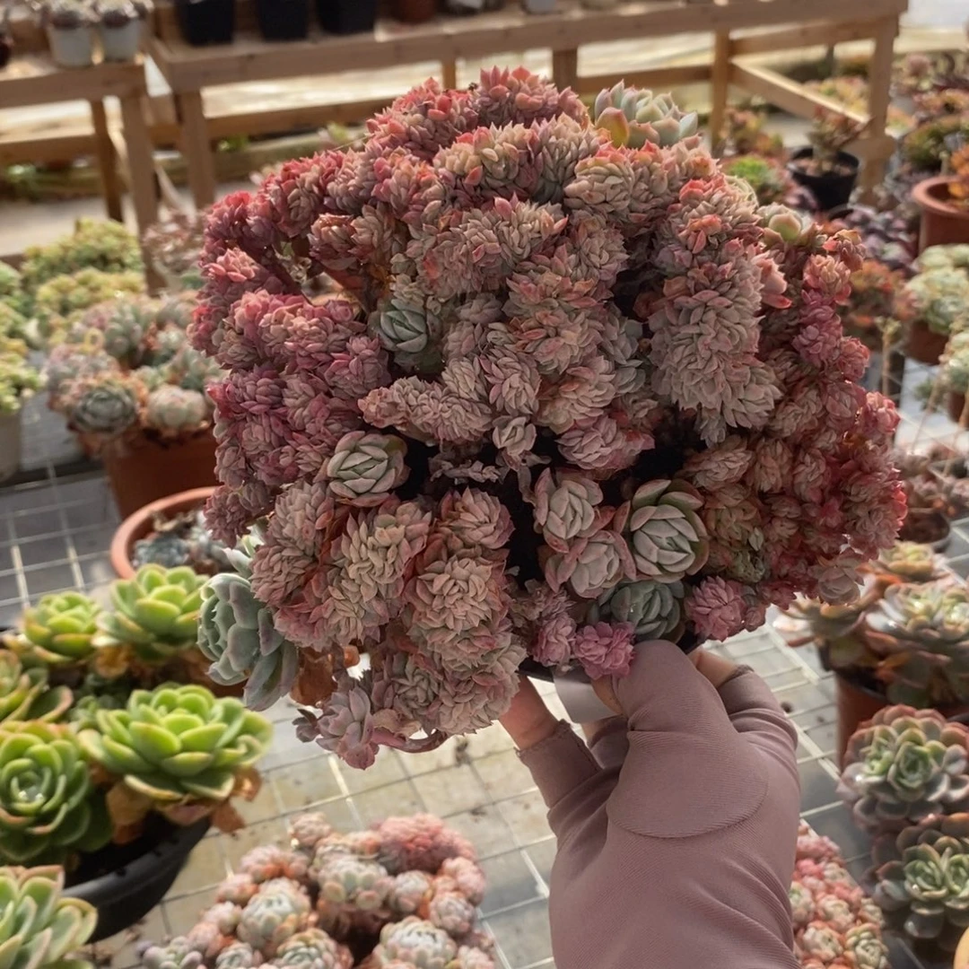 5875贝瑞缀化一物一拍